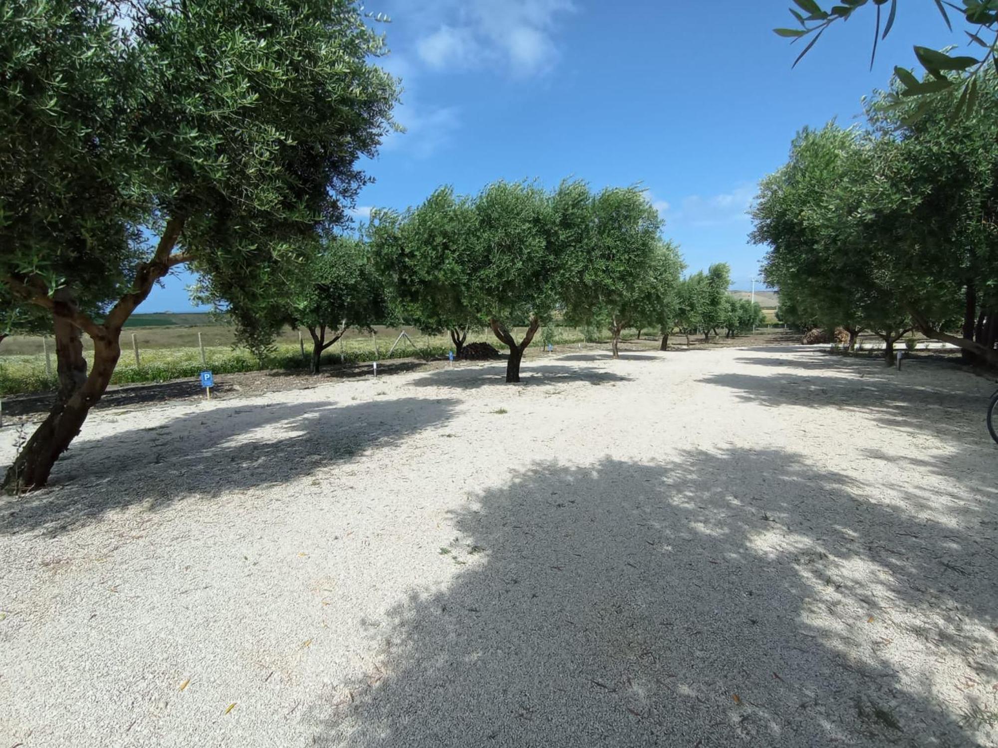 Tenuta Viale Degli Ulivi San Martino in Pensilis Luaran gambar